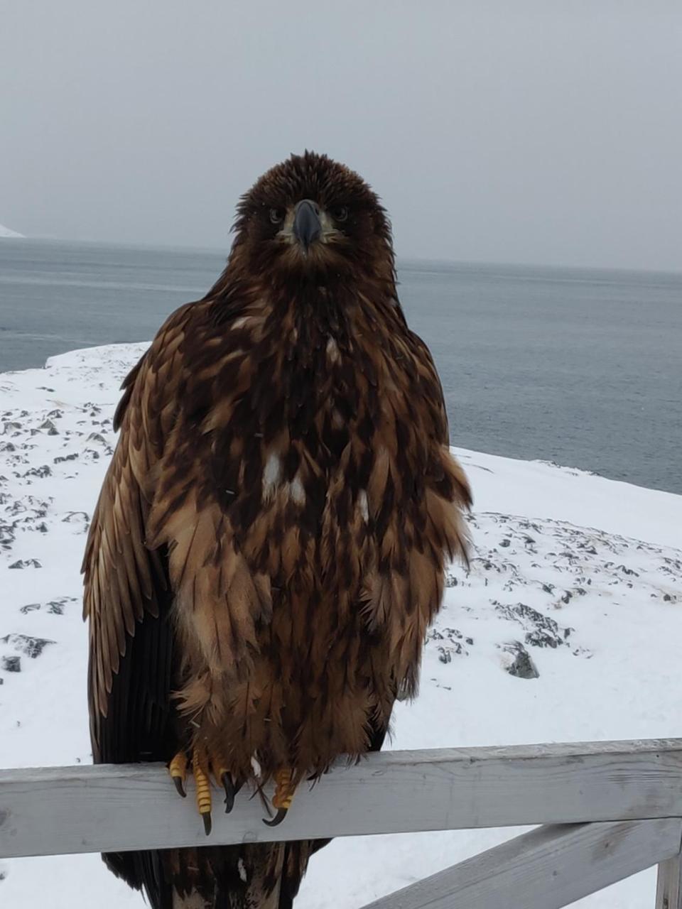 Eagle View Otel Nuuk Dış mekan fotoğraf